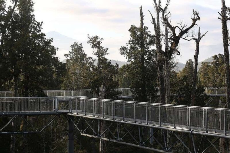Hokitika: West Coast Treetop Walkway Entrance Ticket - Real Experiences from Travelers