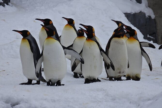 Hokkaido Asahiyama Zoo and Blue Pond Elf Terrace Day Trip - Personalized Insights from Travelers