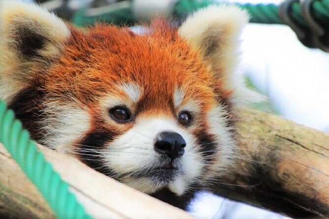 Hokkaido Asahiyama Zoo, Furano and Biei Bus Tour - Key Points