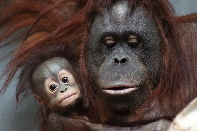 Hokkaido Asahiyama Zoo, Furano and Biei Bus Tour - Who Should Book This Tour?