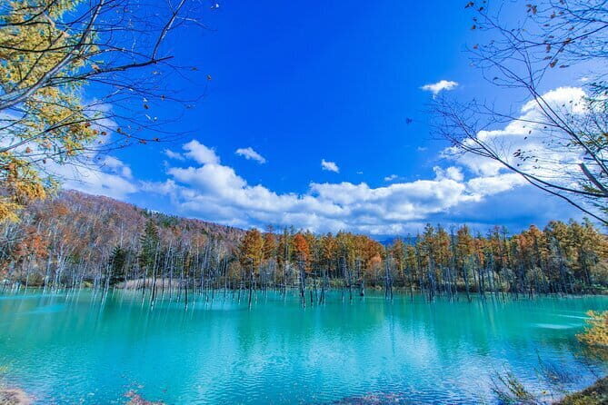 Hokkaido Day Trip From Sapporo: Asahiyama Zoo to Ningle Terrace - From Reviews to Real-World Experience