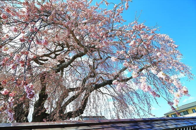 Hokkaido Hakodate Cherry Blossom 2D1N Bus tour from Sapporo - A Full Breakdown of the Tour Experience