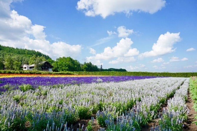 Hokkaido Highlights of Flower Blossom, Asahiyama Zoo& Blue pondAoi-ike! - Who Should Consider This Tour?