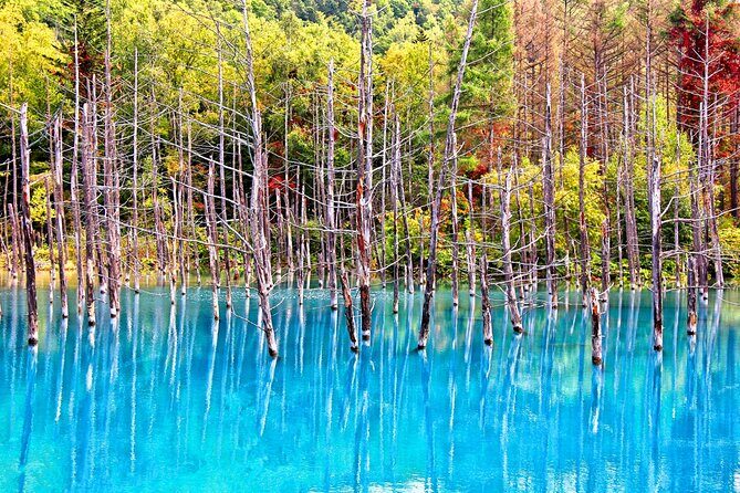 Hokkaido Highlights of Flower Blossom, Asahiyama Zoo& Blue pondAoi-ike! - The Sum Up