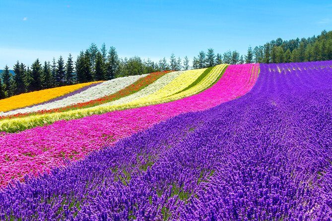 Hokkaido Highlights of Flower Blossom, Asahiyama Zoo& Blue pondAoi-ike! - FAQ