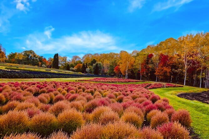 Hokkaido Jozankei Hoheikyo Dam Autumn Leaves Day Trip - In-Depth Look at the Itinerary