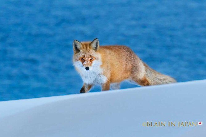Hokkaido Photo Tour & Workshop-9 Day Tour-February 1-9 - FAQ