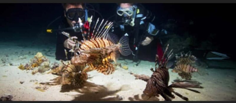 Hol Chan Marine Park night dive - Exploring the Night Dive at Hol Chan Marine Reserve