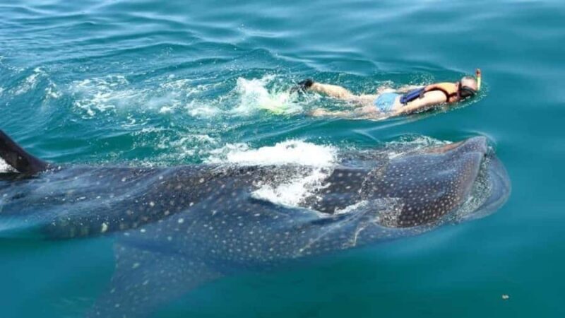 Holbox Island: Swim with Whale Sharks, All-Inclusive - Key Points