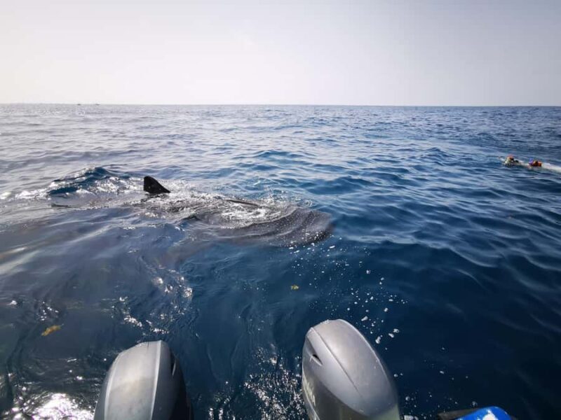 Holbox Island: Swim with Whale Sharks, All-Inclusive - An In-Depth Look at the Tour Experience