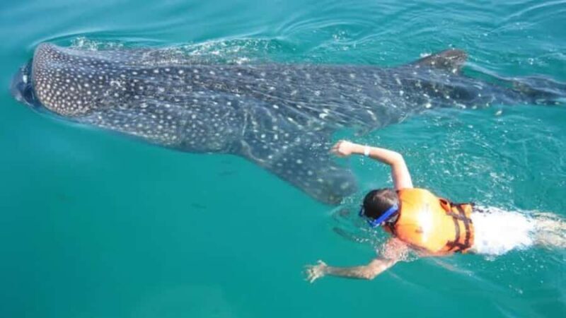 Holbox Island: Swim with Whale Sharks, All-Inclusive - The Itinerary Breakdown: What You’ll Experience