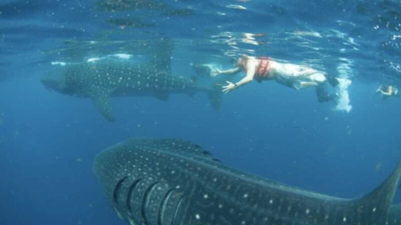 Holbox Island: Swim with Whale Sharks, All-Inclusive - Practical Tips for Future Swimmers