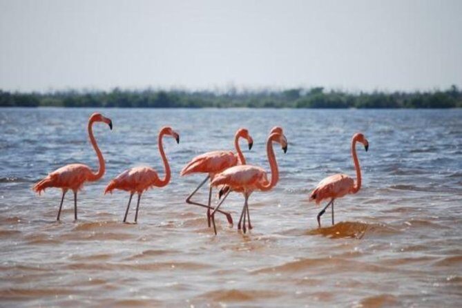 HOLBOX ISLAND TOUR - from Holbox (Private) - What to Expect from the Holbox Island Private Tour