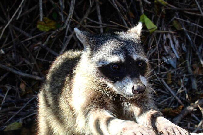 Holbox: Islas Pajaros, Yalahau & Isla de la Pasión with pick up - Who Will Love This Tour?