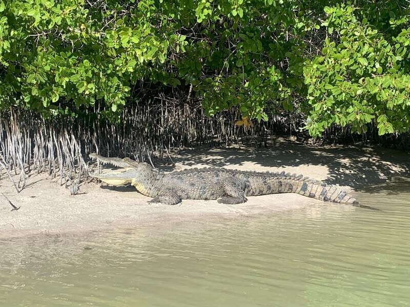 Holbox: Mangrove Sunset Kayak Tour - Final Thoughts: Is This Tour for You?