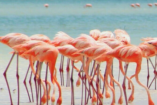 Holbox plus Island Magic by boat Tour from Cancun - FAQs