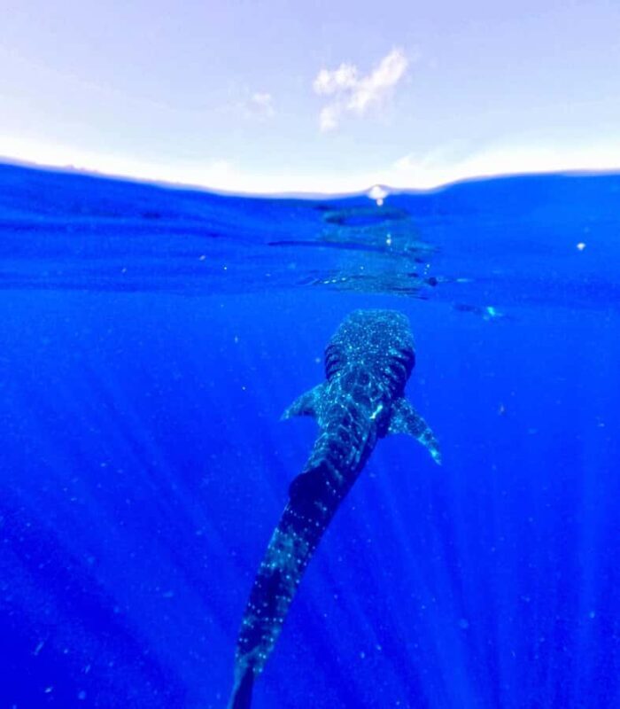 Holbox: Search and swim tour with the world's biggest fish. - An In-Depth Look at the Tour Experience
