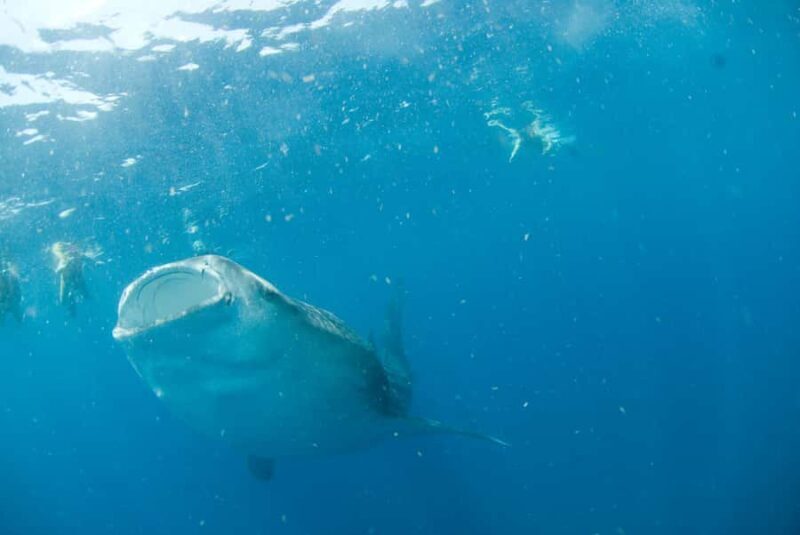 Holbox: Search and Swim with Whale Sharks ! All Inclusive. - Analyzing the Value and Experience