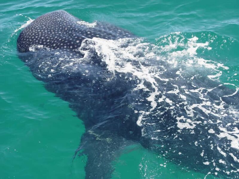 Holbox: Search and Swim with Whale Sharks ! All Inclusive. - FAQ