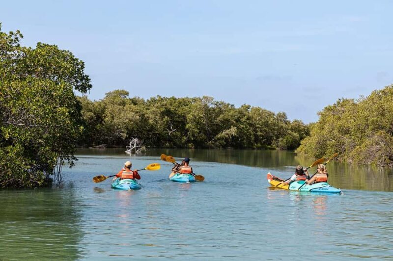 Holbox: Sunrise Kayak Tour through the Mangroves - The Experience: Authentic and Relaxed