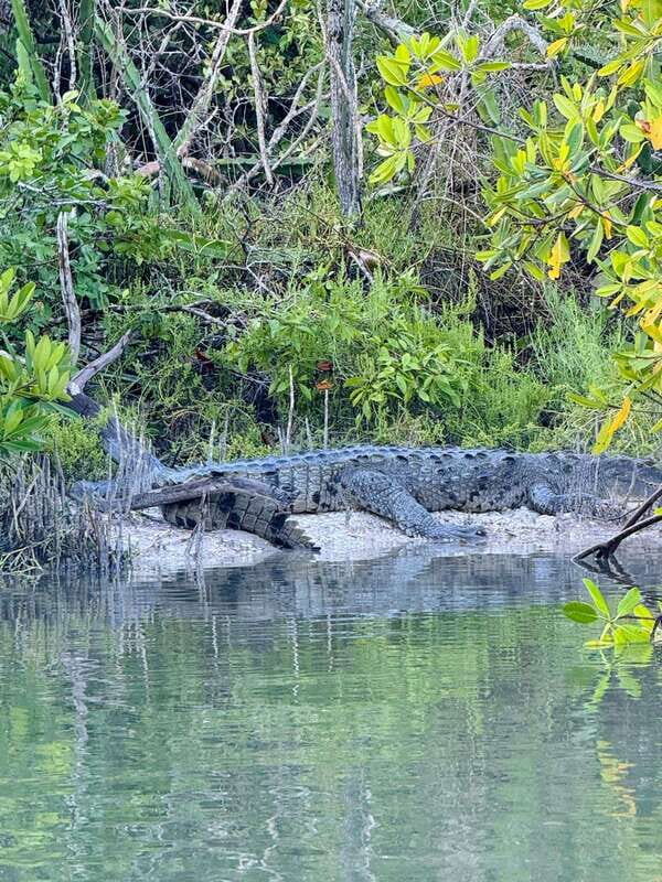 Holbox: Sunrise & Mangrove Kayak Tour - Setting the Scene: What the Tour Promises