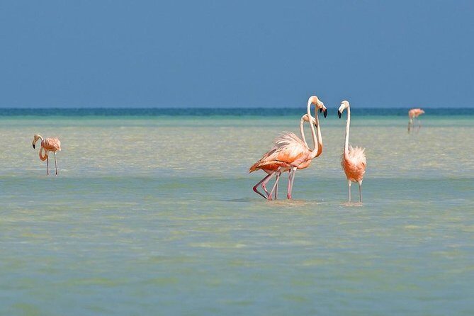 Holbox The Living Dream by boat from Playa del Carmen - Frequently Asked Questions