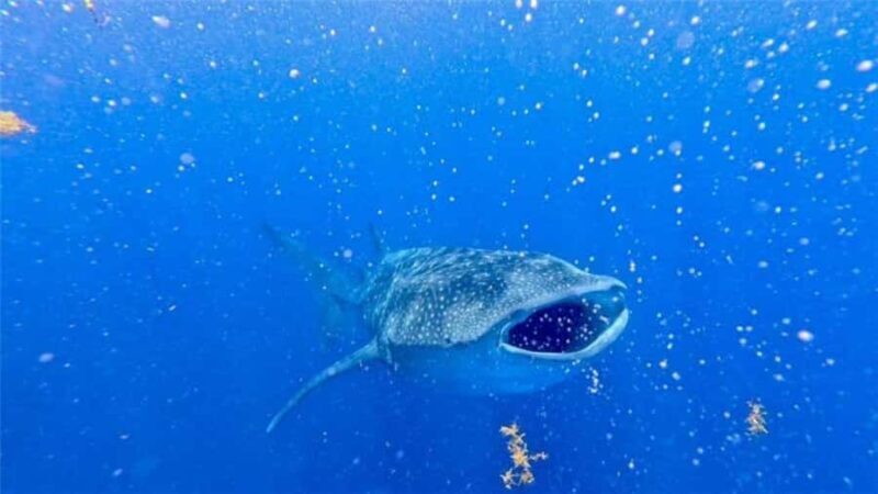 Holbox: Whale Shark and Catoche Island Tour with Snorkeling - A Close Look at the Experience