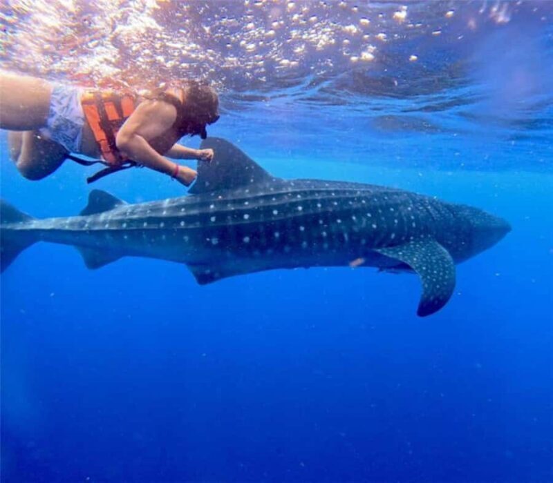 Holbox: Whale Shark and Catoche Island Tour with Snorkeling - Things to Keep in Mind
