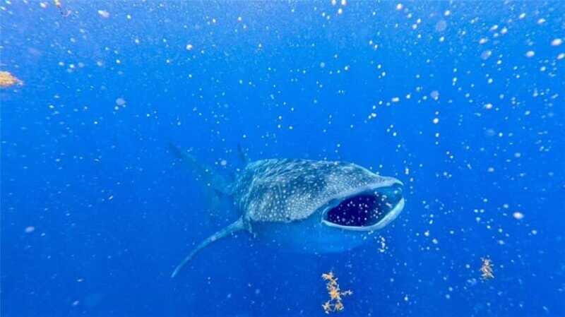 Holbox: Whale Shark and Catoche Island Tour with Snorkeling - Who Will Love This Tour?