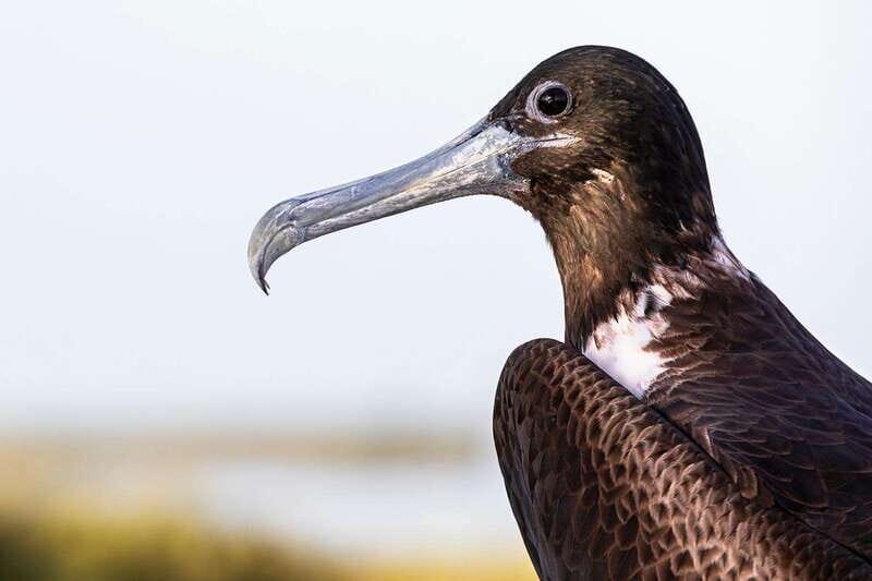 Holbox: Yalahau, Passion Island and Punta Mosquito Boat Tour - What The Reviews Tell Us