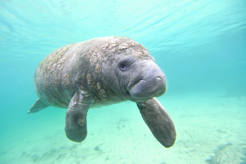 Holiday, FL: Anclote Key Preserve Private Boat Tour - Key Points
