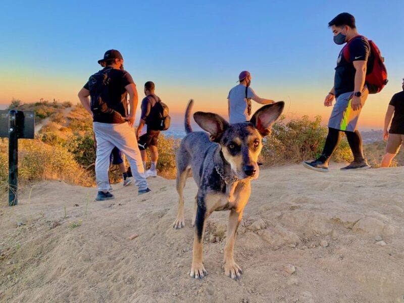 Hollywood Walking & Hiking Sunset Tour with LA Skyline Views - Final Thoughts: Is This Tour Right for You?