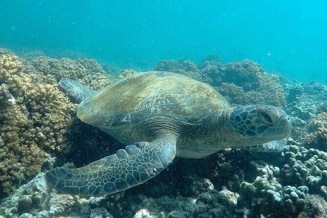 holy spirit island tour - FAQ