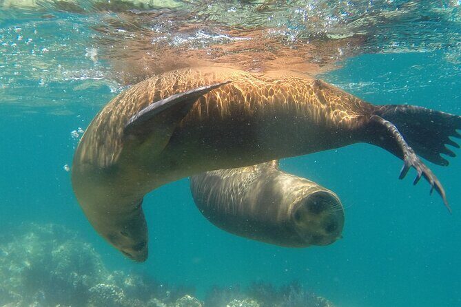 Holy Spirit Island Tour Sea Lions Snorkeling and Beach - Key Points