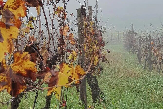 Honest Wines- Wine tasting at Cantina Biagiotti - Why You Should Consider This Tour