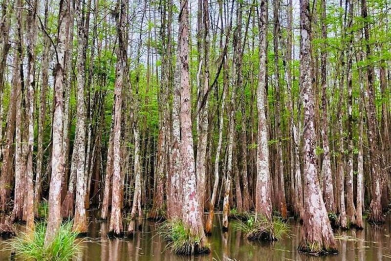 Honey Island Swamp and Bayou Boat Tour with Transportation - Potential Drawbacks and Considerations