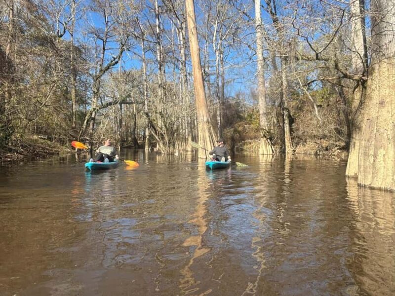 Honey Island Swamp Kayak Tour - An Overview of the Honey Island Swamp Kayak Tour