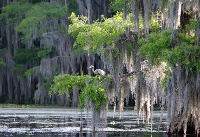 Honey Island Swamp Private Tour with Transport from New Orleans - Honey Island Swamp Private Tour with Transport from New Orleans: An In-Depth Review