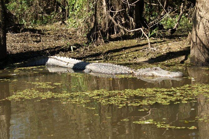 Honey Island Swamp Private Tour with Transport from New Orleans - Exploring the Itinerary: What You Can Expect