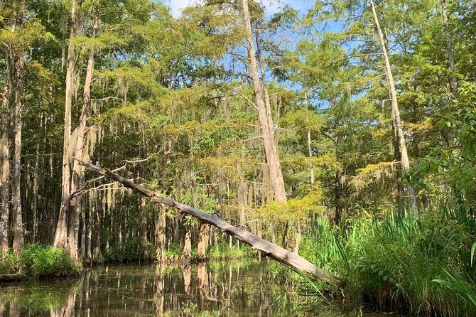 Honey Island Swamp Private Tour with Transport from New Orleans - The Sum Up: Who Should Book This Tour?