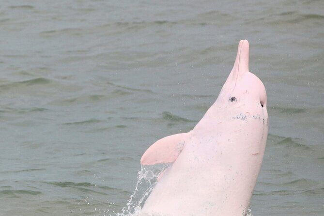 Hong Kong Dolphin Watch Tour - Starting with Ease: The Itinerary Breakdown