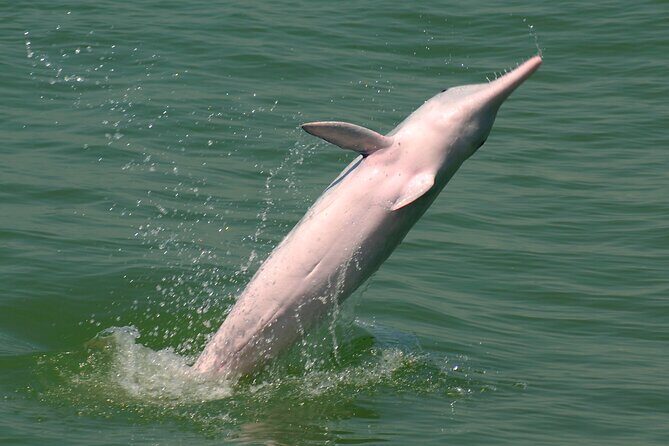 Hong Kong Dolphin Watch Tour - FAQ