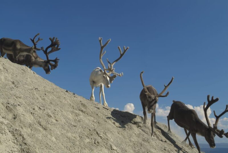 Honningsvåg: North Cape Summer Tour with Sami Family Visit - Is This Tour Worth It?