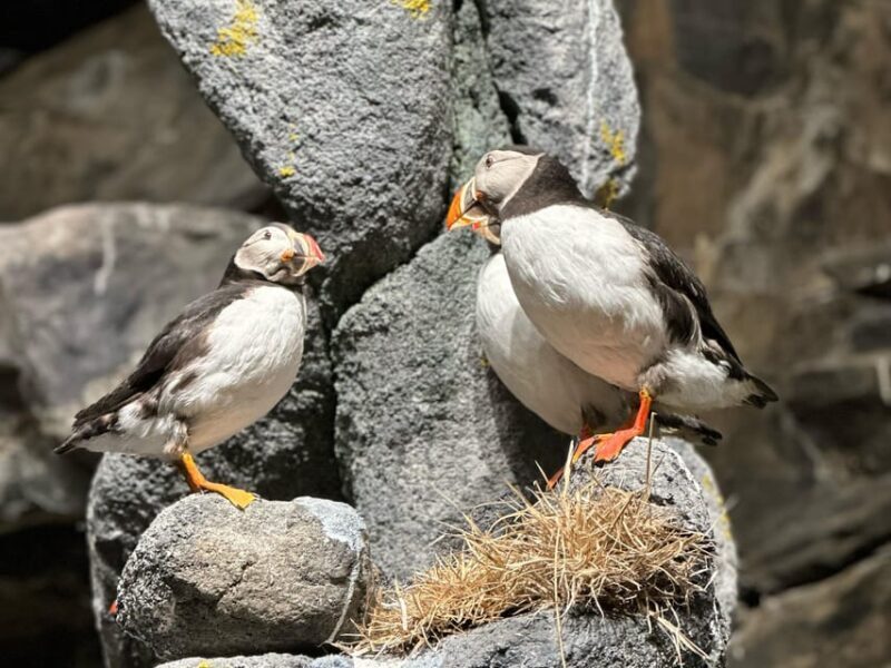 Honningsvåg: North Cape Summer Tour with Sami Family Visit - FAQ