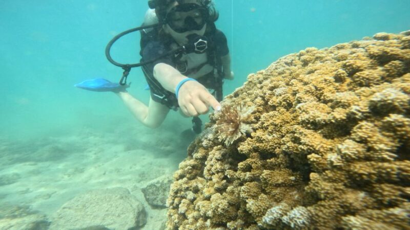 Honolulu: Beginner Scuba Diving Tour With Free Videos - Honolulu: Beginner Scuba Diving Tour With Free Videos