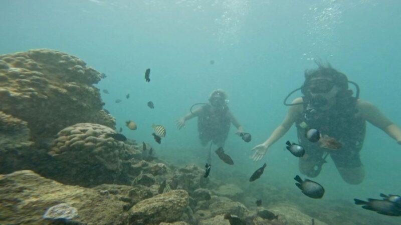 Honolulu: Beginner Scuba Diving Tour With Free Videos - The Sum Up