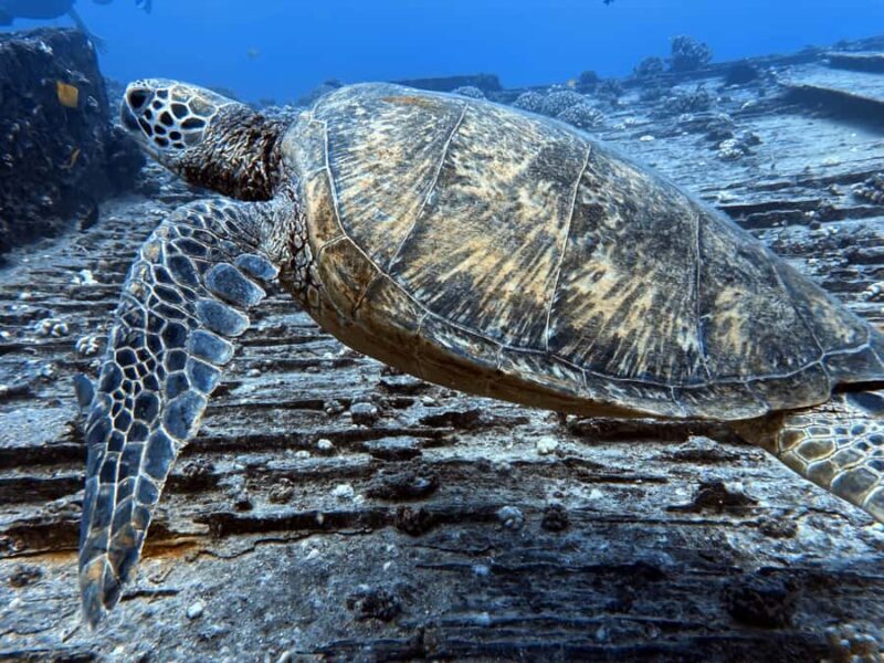 Honolulu: Discover Scuba Diving Experience with Gear - Pricing and Value