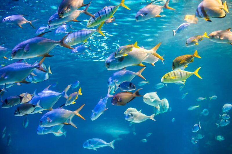 Honolulu: Glass Bottom Boat Tour along Oahu's South Shore - The Value of This Experience