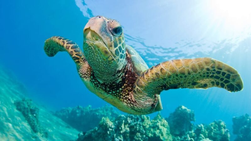 Honolulu: Glass Bottom Boat Tour along Oahu's South Shore - FAQ