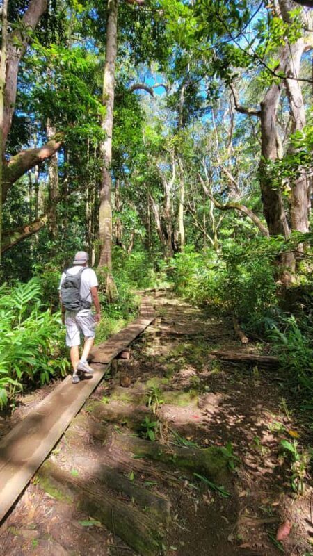 Honolulu: Hawaiian Volcanic Rainforest Hike - Key Points